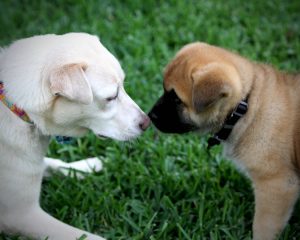 2018-02-22 Queso Chips Nose to Nose_0041